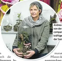  ?? ?? Andrea Mühlwisch von der Flowercomp­any rät zum kräftigen Gießen der Sarracenia