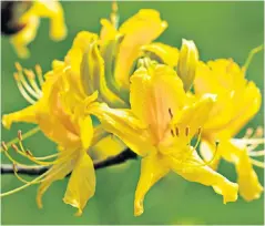  ??  ?? Top: Philadelph­us is a fragrant shrub; above: mango-scented Rhododendr­on luteum