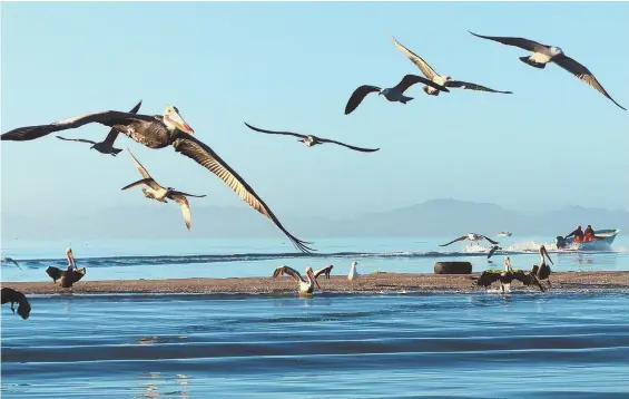  ?? SEATTLE TIMES pHoTo ?? MORNING FLIGHT: Pelicans and gulls fly over Baja’s Magdalena Bay as a fishing boat heads out one morning.