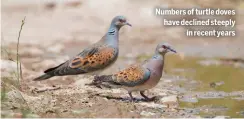 ?? ?? Numbers of turtle doves have declined steeply
in recent years