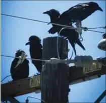  ?? COURTESY PHOTO ?? The raven family that inspired Rebecca K. O'Connor sit on the pole outside of her house on July 4.