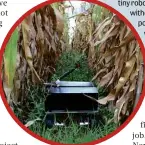  ??  ?? LEFT This Kenyan robot seeks out weeds and plucks them with its arm