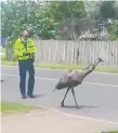  ?? Photo / Supplied ?? A still from a video depicting police catching an escaped emu in po¯tiki.