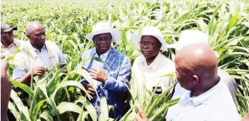  ??  ?? Zimbabwe’s food security depends on producing cereal crops like maize (above), as well as increasing its production of fruits, vegetables and milk to meet the demands of a growing population with rising incomes