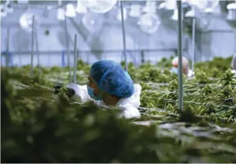  ?? TerrAscend photo ?? Workers trimming medical cannabis plants at the TerrAscend factory in Mississaug­a, Ontario.
