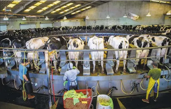  ?? Photograph­s by Kent Nishimura Los Angeles Times ?? COWS are milked on a 72-stall carousel at Robert Gioletti &amp; Sons Dairy in Turlock. A few months ago, the dairy obtained approval to expand to 3,500 cows.