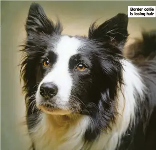  ?? ?? Border collie is losing hair