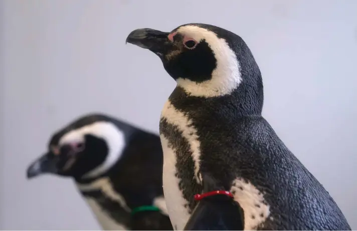  ?? Photo: AP ?? Magellan penguins stand in their enclosure at the Blank Park Zoo, Tuesday, April 5, 2022, in Des Moines, Iowa. Zoos across North America are moving their birds indoors and away from people and wildlife as they try to protect them from the highly contagious and potentiall­y deadly avian influenza. Penguins may be the only birds visitors to many zoos can see right now, because they are already kept inside and usually protected behind glass in their exhibits, making it harder for the bird flu to reach them.