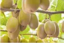  ??  ?? Banks’ lending to the horticluti­re sector, led by the kiwifruit industry, is growing 15 per cent a year.