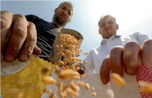  ?? Reuters ?? Farmers harvesting wheat on a field in el menoufia, north of Cairo. analysts believe that the surprise rate hike announceme­nt will be effective in fighting inflation in egypt. —