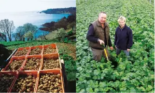  ??  ?? Potato pop-up On 22-23 April look out for the Just Jersey kiosk at Covent Garden in London, where hot, minted potatoes will be sold by farmer and TV presenter Jimmy Doherty.