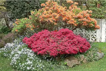  ?? ?? Lovely shrubbery: A colourful collection of spring blooms in a garden