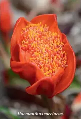  ??  ?? Haemanthus coccineus.