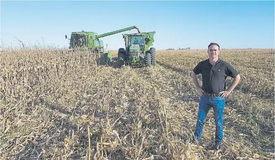  ??  ?? Maíz. El cereal es un cultivo estratégic­o para Larrarte porque es el principal ingredient­e de la dieta de los animales del feedlot.