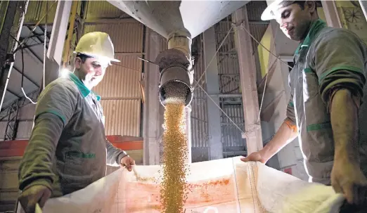  ?? GERMANO RORATO/ESTADÃO ?? Pioneiros. Produtores de soja da região oeste do Rio Grande do Sul, que se tornou a primeira a cultivar grãos geneticame­nte modificado­s no País