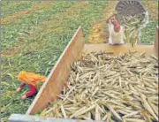  ?? HT FILE PHOTO ?? Farmers reap a kharif harvest in eastern Rajasthan.