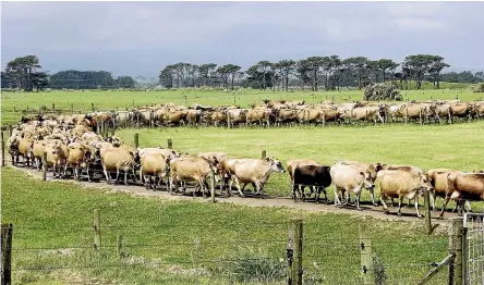  ?? PHOTO: SUPPLIED ?? Extending artificial breeding beyond six weeks could be the key to reducing diseases such as Mycoplasma bovis.