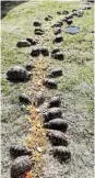  ??  ?? WHAT A FEAST: The tortoises after their release at a private nature reserve on the western outskirts of Gqeberha