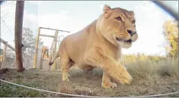  ??  ?? FIRST STEPS: A lion is released into an enclosure at the sanctuary.