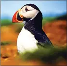  ?? ?? At risk...puffins feed on sand eels