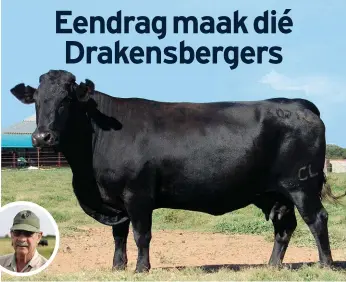  ??  ?? Die Elite-Drakensber­gerkoei CL 070014 is dominant in die kudde van mnr. Carel Nel (inlas).