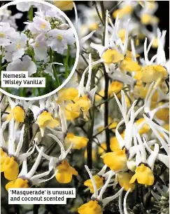 Nemesia Masquerade Pressreader