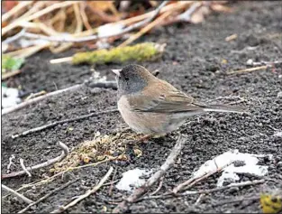  ?? CONTRIBUTE­D BY DANIEL CURNOW ?? A Dark-eyed Junco in Golden Hills.