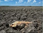  ?? TONY GUTIERREZ/AP 2011 ?? The remains of a carp on a dry lake bed in Texas. Federal data confirm the U.S. is getting hotter.