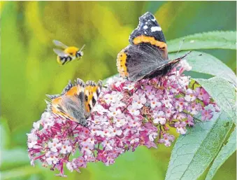  ?? FOTO: CARSTEN REHDER/DPA ?? Blüten als Nahrungsqu­ellen sind für Schmetterl­inge Lebensgrun­dlage: Ein Kleiner Fuchs (links) und ein Admiral auf den Blüten eines Schmetterl­ingsbaumes.