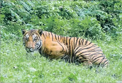  ?? AFP ?? Un tigre de Bengala en el parque nacional de Kaziranga, en el nordeste de India