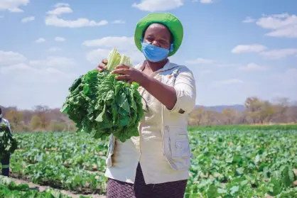  ??  ?? Tembelani Ndlovu (41),  a member of Qedudubo solar-powered women’s garden under REEWF, in  Zhokwe Village, ward 13, Gwanda South, displays vegetables harvested from the garden.