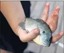  ?? JOHN J. KIM/CHICAGO TRIBUNE ?? Louie Franchi holds a bluegill caught July 31 at a boat launch at the North Branch of the Chicago River near Foster Avenue.