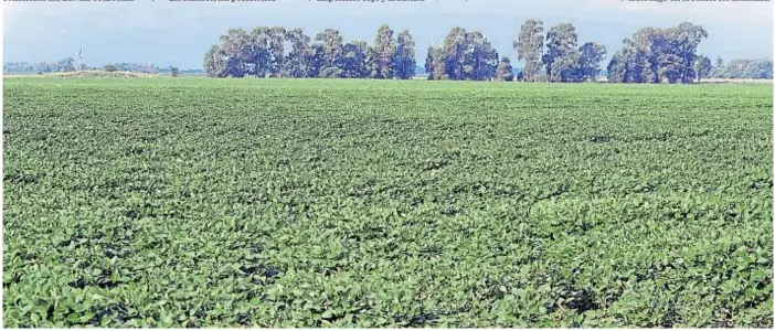  ?? (TOMY FRAGUEIRO) ?? Evolución. En el sur de Córdoba, las sojas más avanzadas están en etapa reproducti­va, mientras los mercados se mueven en función del clima.