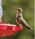  ??  ?? Broad-tailed hummingbir­d