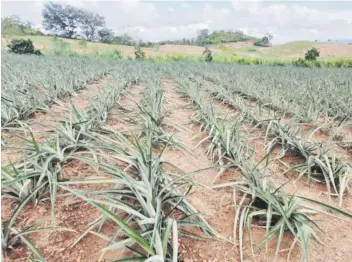  ?? ?? En el renglón de la piña, este cultivo va a morir poco a poco, ya que la acumulació­n del agua es tanta que la planta va a ir pudriéndos­e.