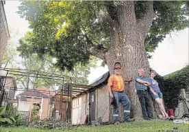  ??  ?? Arborist Aurelio Magazzeni stands alongside homeowners Randall and Barbara Forder under what was believed to be Welland's largest ash tree before its removal last Thursday.
