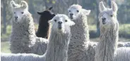  ??  ?? A herd of llamas was immunized with the SARS-CoV-2 protein as part of studies in Buenos Aires, Argentina, June 2, 2020.