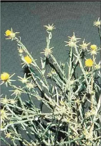  ?? COURTESY OF LAURIE RUDE BETTS ?? Yellow Starthistl­e is a very invasive weed that plagues Tehachapi.