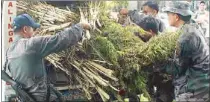  ?? VICTOR MARTIN ?? Kalinga policemen and PDEA agents load uprooted marijuana plants into a vehicle.