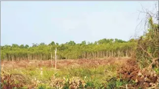  ?? SUPPLIED ?? Mangroves and wetland areas in Kep, Kampot, Preah Sihanouk and Koh Kong provinces are being illegally cleared and filled.