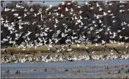  ?? Courtesy photo/ARKANSAS GAME AND FISH COMMISSION ?? Avian cholera is the likely cause of waterfowl deaths.