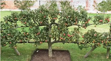 How To Maintain A Small Orchard Pressreader