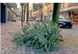  ?? RP-FOTO: ZEL ?? Baum in der Hartstraße.