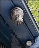  ??  ?? “This is a hornets’ nest on my roof hangover that I’ve been walking under all summer,” wrote Ernie Carlson of Covington.