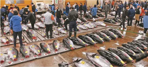  ??  ?? 深海魚富含對心血管有­益物質，圖為日本魚市場拍賣鮪­魚。 (Getty Images)