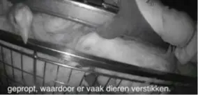  ?? FOTO RR ?? Een beeld uit het filmpje van Animal Rights.