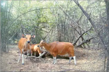  ?? WWF ?? Banteng graze on forest foliage in the Kingdom’s Eastern Plains. The Ministry of Environmen­t is planning the creation of conservati­on corridors to link protected areas in an attempt to improve wildlife numbers.