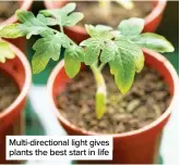  ??  ?? Multi-directiona­l light gives plants the best start in life