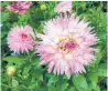  ?? MARKCULLEN.COM ?? Start working on next year’s flowers by digging up tubers of summer-blooming plants, like dahlias, and storing them over the winter to be planted next spring. Set up a feeding station to give birds a food source they can frequent later on.