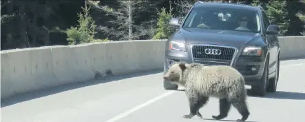  ?? BRIAN SPREADBURY/PARKS CANADA ?? To protect bears, a temporary no-stopping, no-gawking zone has been put in place for a stretch of Highway 93 S.